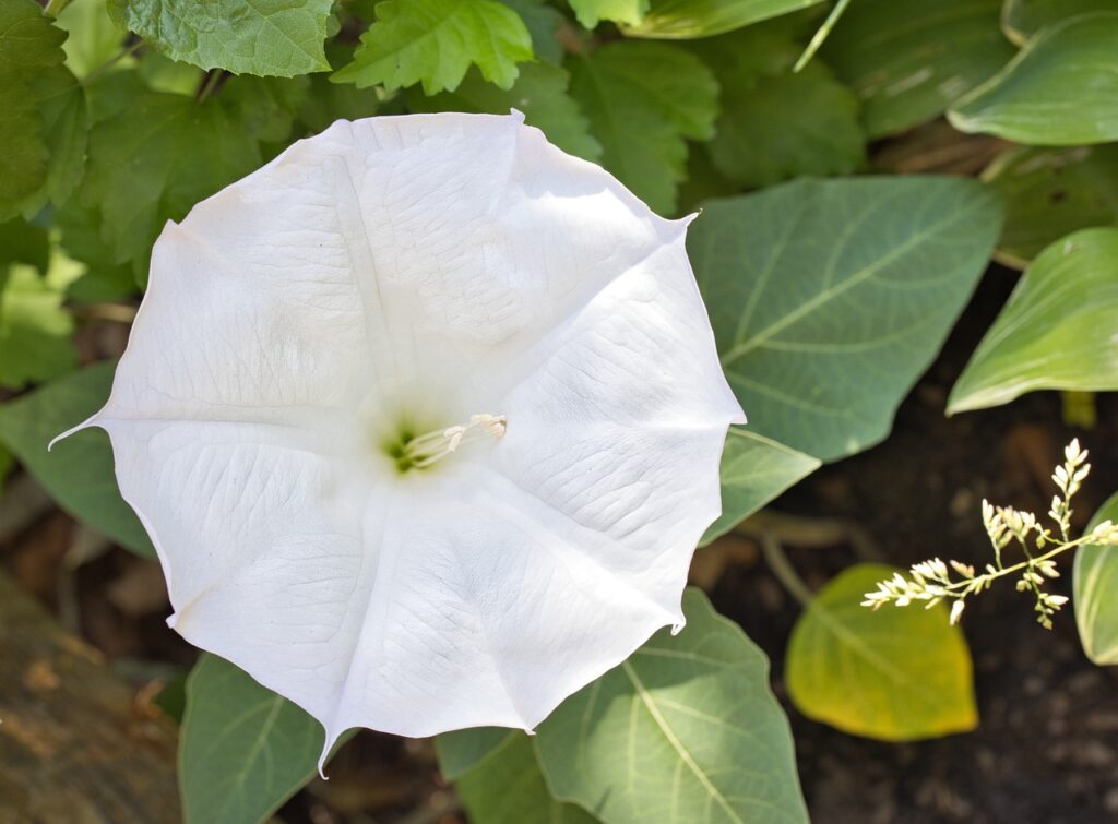 Moonflowers are a unique night-blooming option.