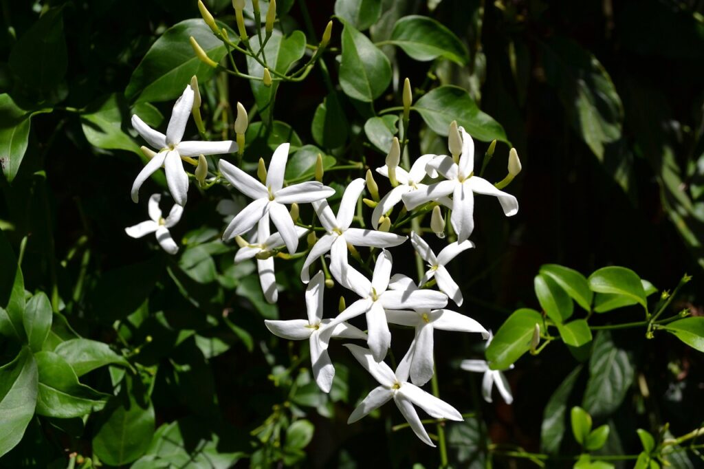 Star jasmine is among the most fragrant flowering vines.