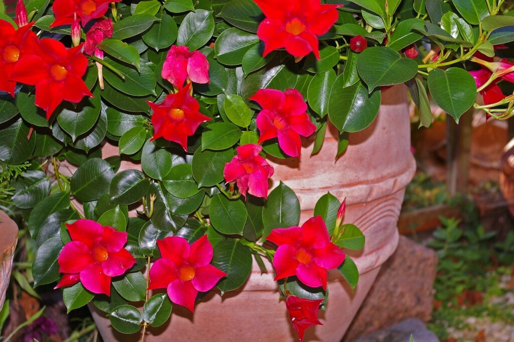 Mandevilla is a classic potted plant choice.