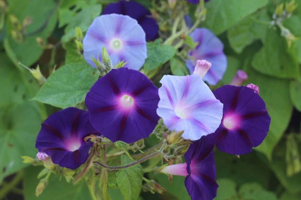 Morning glory is an ever-popular vine option.