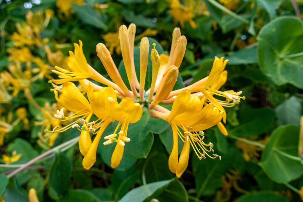 Honeysuckle is a very popular flowering vine.