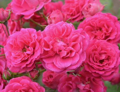 When it comes to flowering vines, climbing roses are a classic choice.