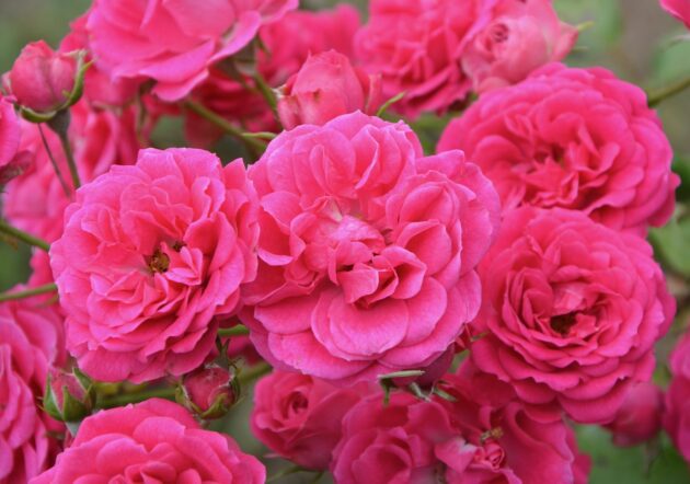 When it comes to flowering vines, climbing roses are a classic choice.