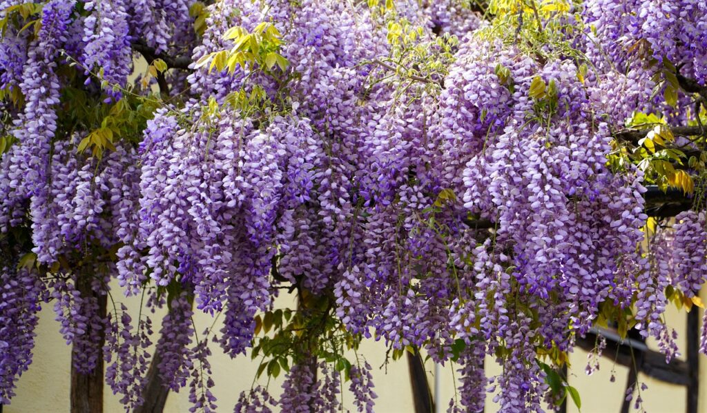 Wisteria grandly climbs trellises and arbors to become beautiful design features.