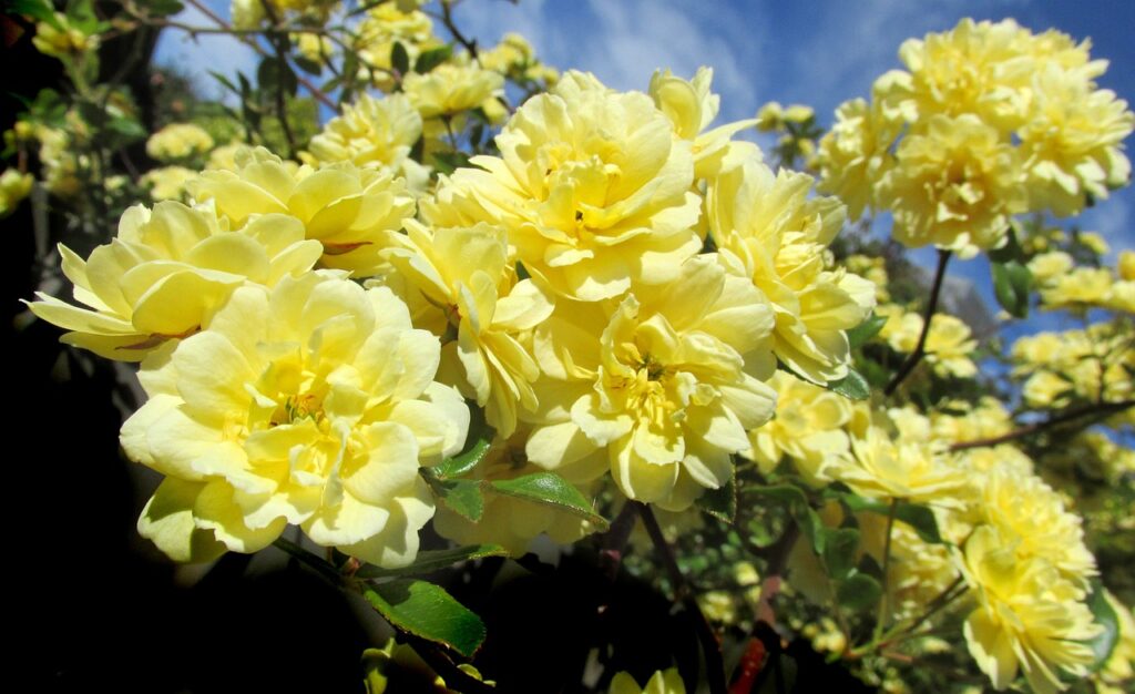 Climbing roses are available in a wide variety of colors including the yellow ones shown here.